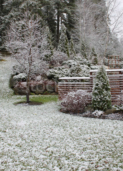 In primul rand zăpadă grădină iarnă floare Imagine de stoc © Anterovium