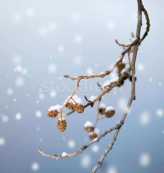 In primul rand ninsoare ramură zăpadă frumos iarnă Imagine de stoc © Anterovium