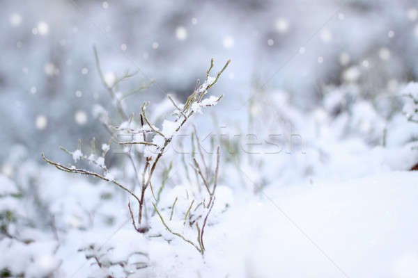 Eerste sneeuw impressie mooie winter sneeuwval Stockfoto © Anterovium