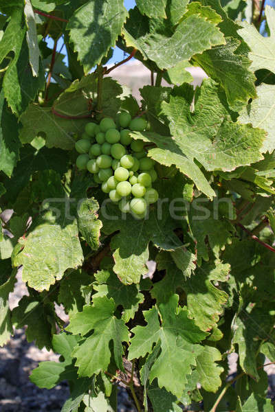 Fresche verde vino uve crescita vigneto Foto d'archivio © Anterovium