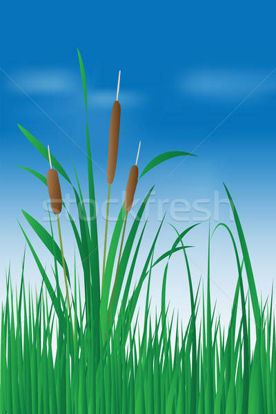 Reed plant over blue sky Stock photo © antkevyv