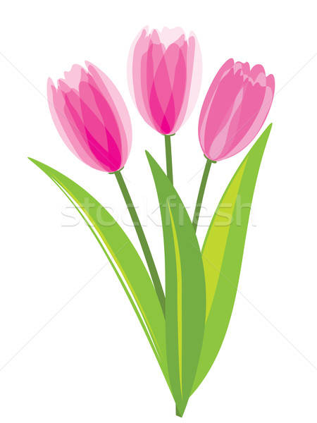 Pink tulips isolated on white background Stock photo © antkevyv