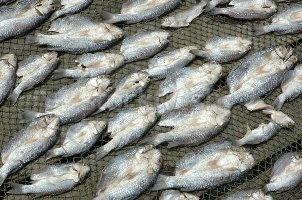 Muster trocken Fisch Essen Meer Gesundheit Stock foto © antonihalim