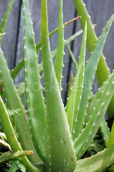 Aloe Anlage Wasser Natur Blatt Gesundheit Stock foto © antonihalim