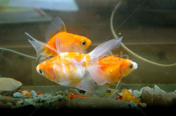 Foto stock: Peixe-dourado · aquário · peixe · beleza · oceano · azul