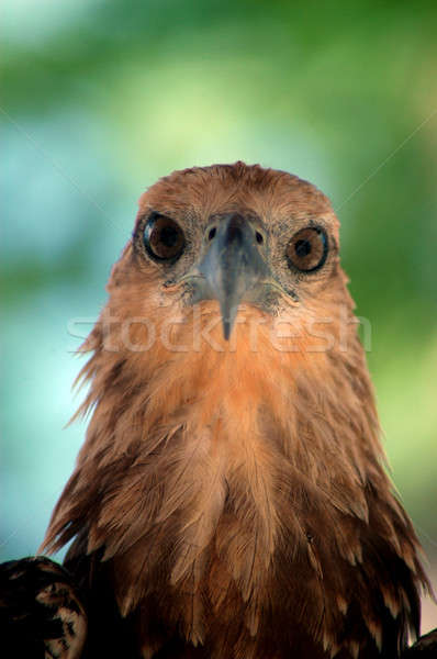 Adler Auge Insel Meer Natur Stock foto © antonihalim