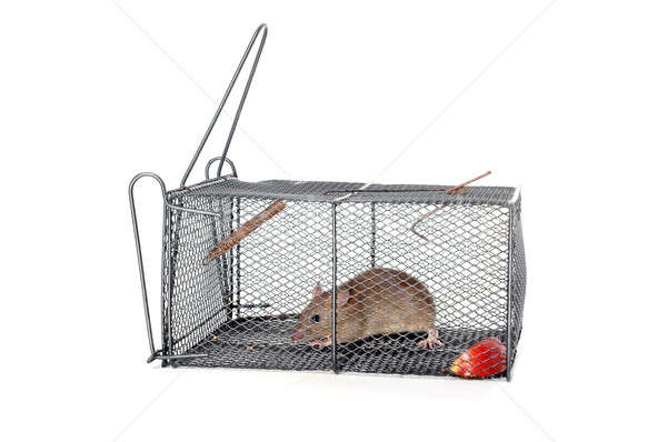 a rat in a metal trap Stock photo © antonihalim