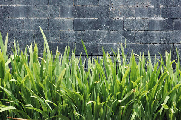Konkrete Wand grünen Pflanzen Haus home Stock foto © antonihalim