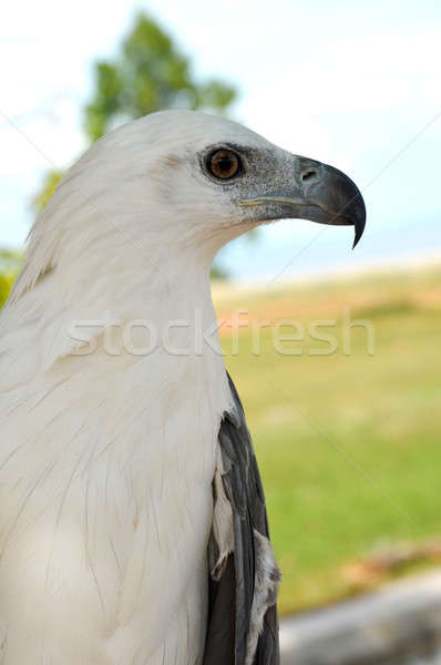 Blanche aigle nature oiseau portrait noir [[stock_photo]] © antonihalim
