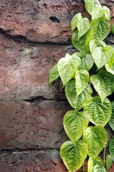 Grüne Blätter Wand Frühling abstrakten Blatt Hintergrund Stock foto © antonihalim