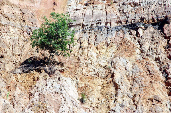 Allein Baum Textur Wand Natur Wüste Stock foto © antonihalim
