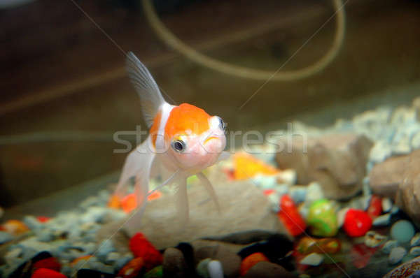 Goldfish аквариум рыбы красоту океана синий Сток-фото © antonihalim