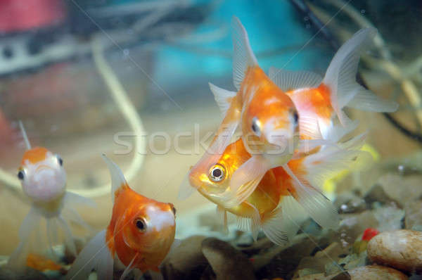 Aranyhal akvárium hal szépség óceán kék Stock fotó © antonihalim
