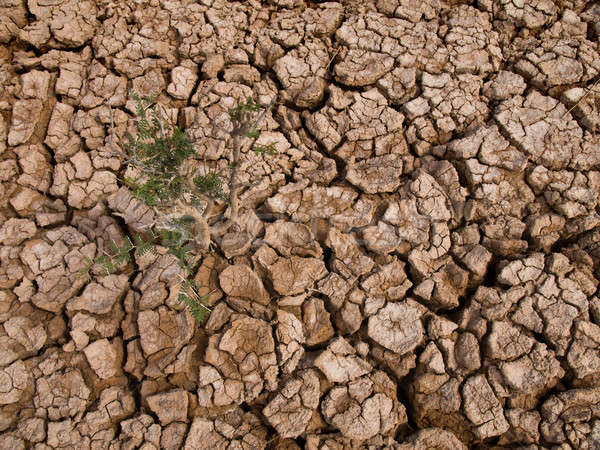Roślin rozwój ziemi gleby martwych Zdjęcia stock © antonprado