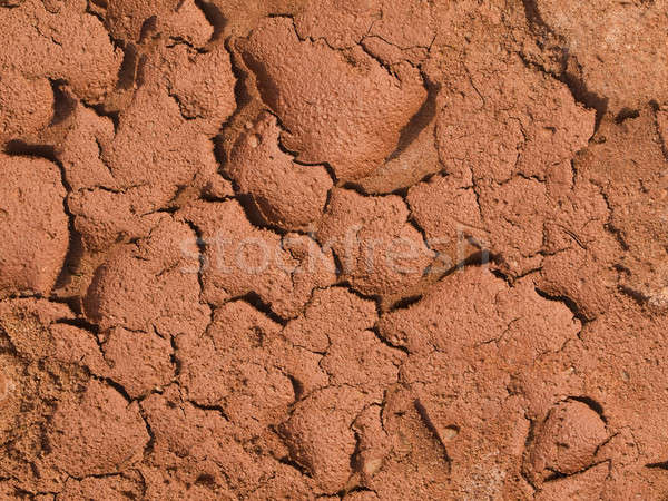 Arid land Stock photo © antonprado