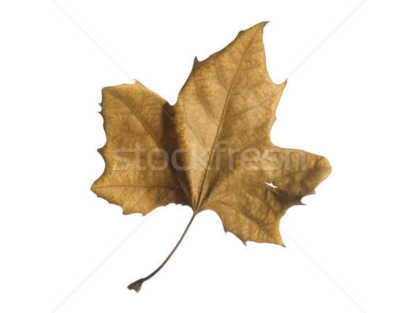 Spadek liści jesienią odizolowany biały tekstury Zdjęcia stock © antonprado