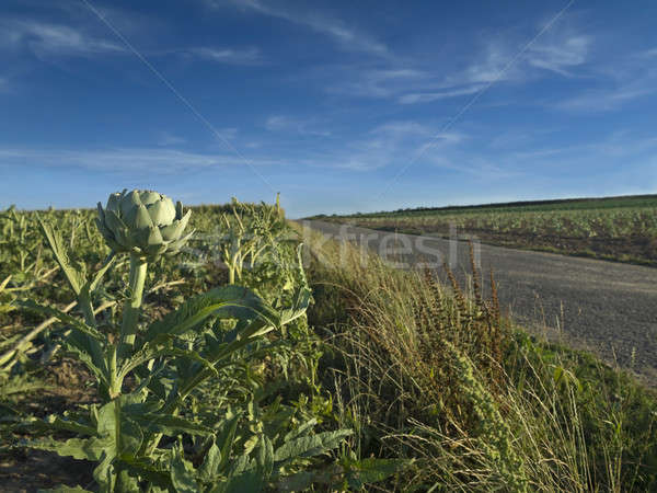 Dziedzinie drogowego kwiat krajobraz zielone niebieski Zdjęcia stock © antonprado