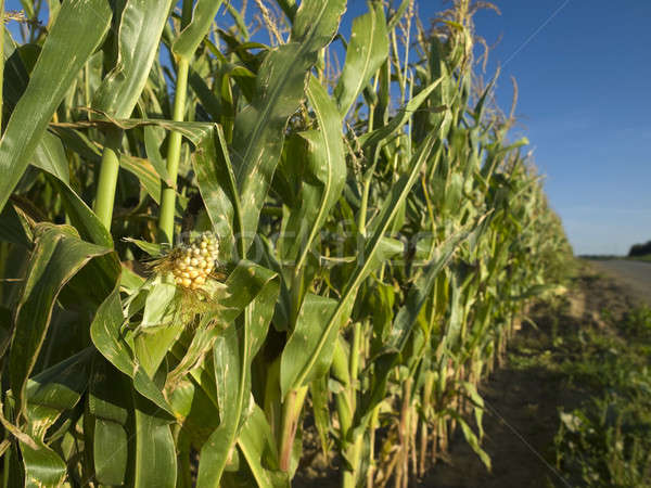 Kukurydza dziedzinie niebo żywności liści zielone Zdjęcia stock © antonprado