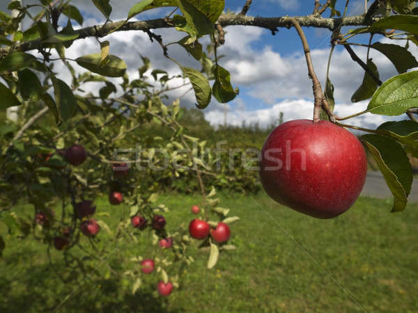 Jabłoń kilka czerwony jabłka wiszący drzewo Zdjęcia stock © antonprado