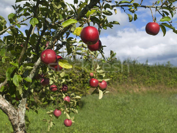 Apple tree Stock photo © antonprado