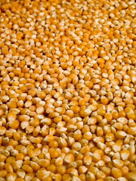 кукурузы бобов мелкий продовольствие фон области Сток-фото © antonprado