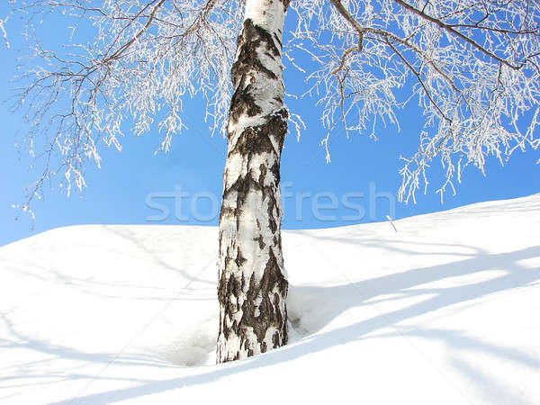 Invierno árbol nieve cielo azul primer plano vista Foto stock © anyunoff