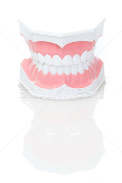 Dental Model of Teeth  Stock photo © arcoss