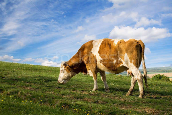 Vacă iarbă natură peisaj verde albastru Imagine de stoc © arcoss