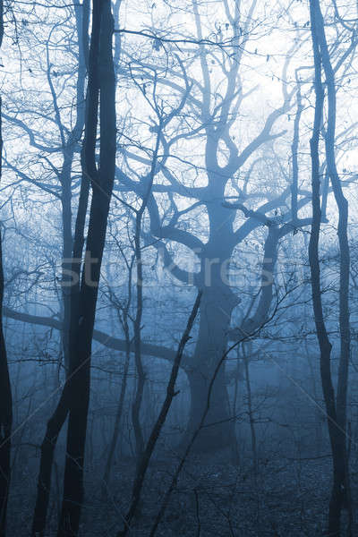 dark forest with fog and cold light  Stock photo © arcoss