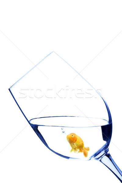 Foto d'archivio: Goldfish · vetro · shot · metà · acqua