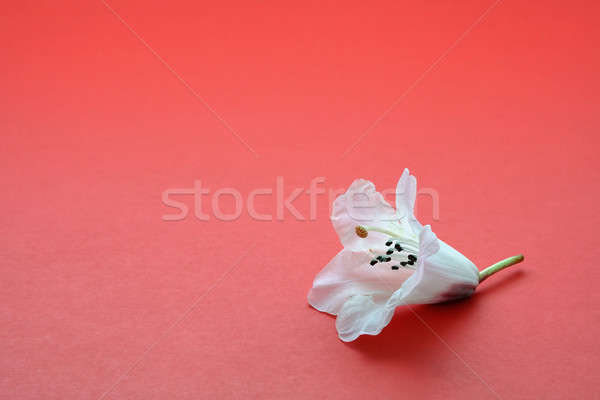 Solitaria fiore uno fiore bianco rosso individualità Foto d'archivio © aremafoto