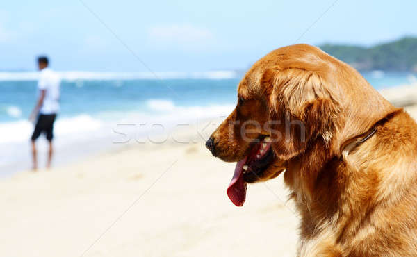 Loial câine plajă aşteptare prietenii Imagine de stoc © aremafoto