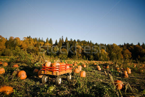 Pumpkins patch Stock photo © aremafoto