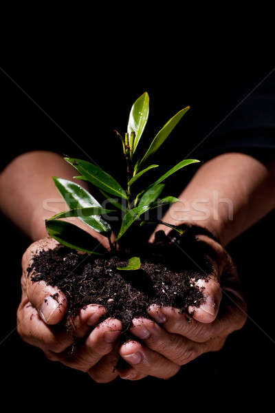 New life shot mâini nou plantă Imagine de stoc © aremafoto