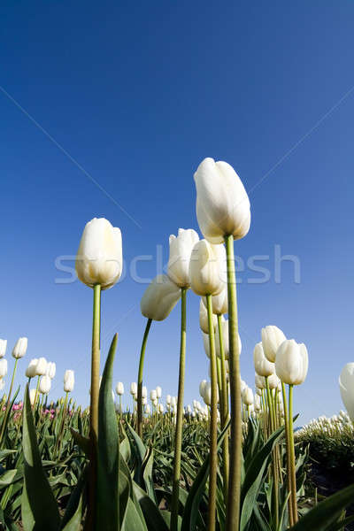Tulipa branco campo flores primavera natureza Foto stock © aremafoto