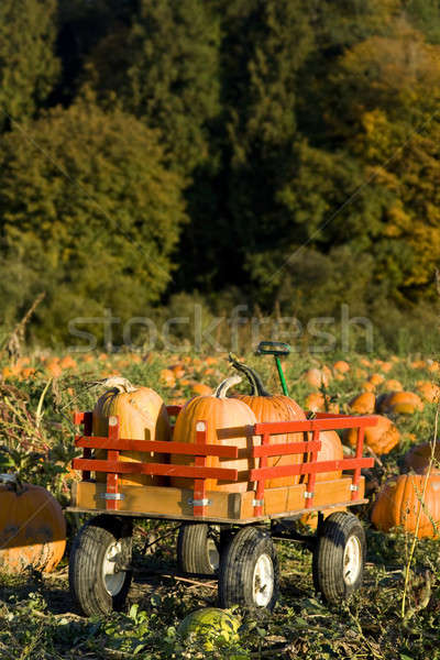 Pumpkin harvest Stock photo © aremafoto