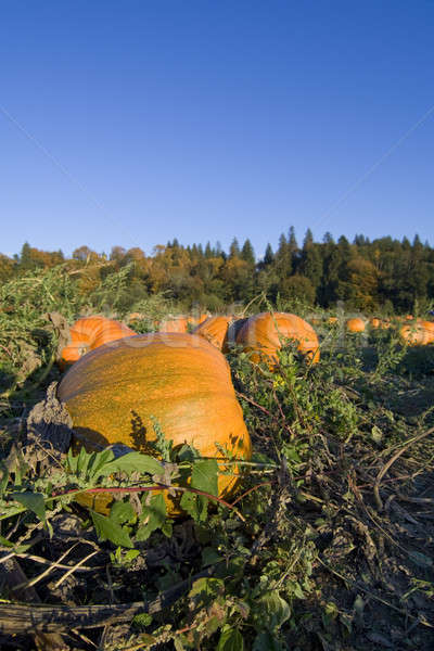 Pumpkins harvest Stock photo © aremafoto
