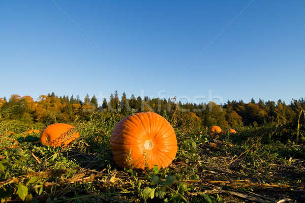 Kürbis Patch erschossen Kürbisse Boden Bauernhof Stock foto © aremafoto