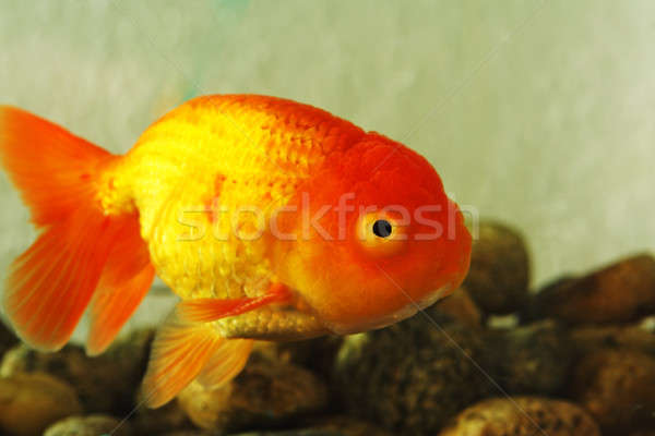 Fancy Goldfish Stock photo © aremafoto
