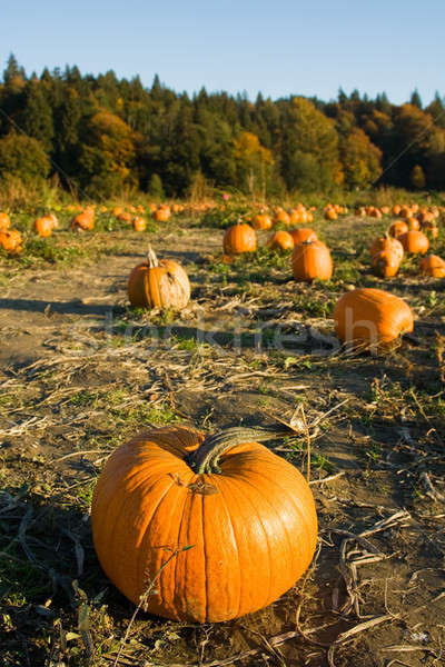 Pumpkin patch Stock photo © aremafoto