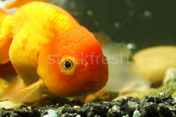 Lion head goldfish Stock photo © aremafoto