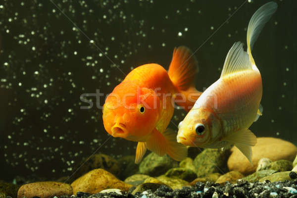 Stock foto: Goldfisch · zwei · Haustier · Aquarium · Paar · orange