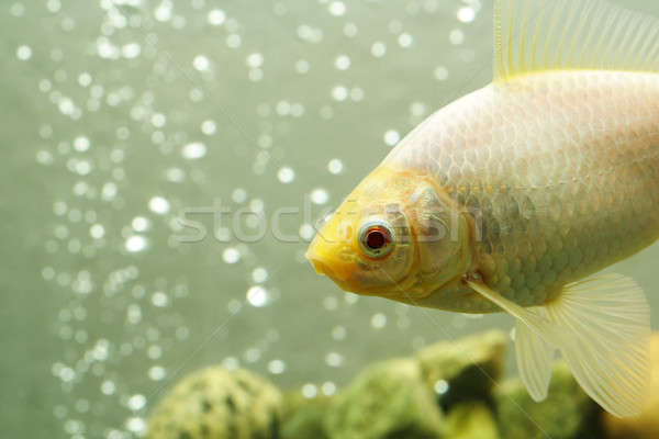 Goldfish Stock photo © aremafoto