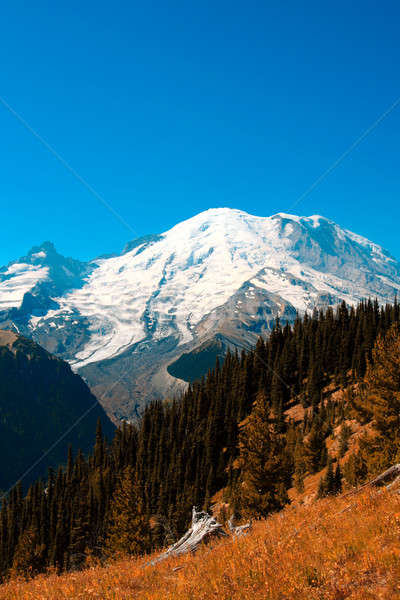 Mt. Rainier Stock photo © aremafoto