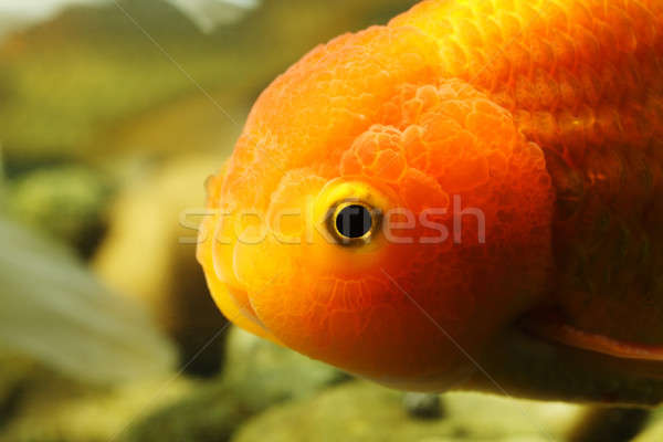 Lion head goldfish Stock photo © aremafoto