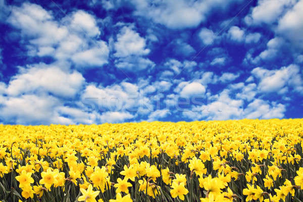 Giallo narcisi campo nubi cielo fiori Foto d'archivio © aremafoto