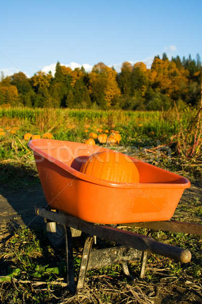 Pumpkin patch Stock photo © aremafoto