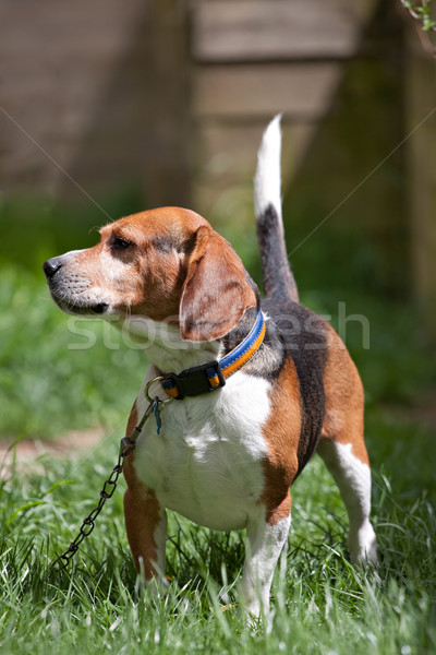 Tazı izlemek köpek yakışıklı genç tazı Stok fotoğraf © ArenaCreative