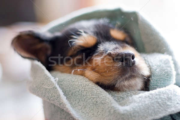 Stockfoto: Slapen · puppy · aanbiddelijk · alle · omhoog · deken