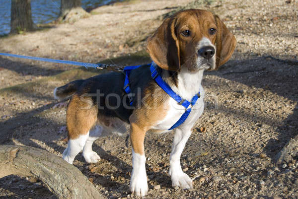 Benachrichtigung beagle jungen vor Jagd Augen Stock foto © ArenaCreative